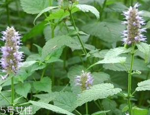 藿香是發(fā)物嗎？皮膚過(guò)敏的人能吃藿香嗎？