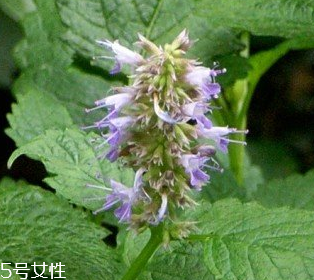 藿香是涼性還是熱性？藿香是熱性嗎？