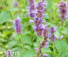 藿香能生吃嗎？藿香味道好嗎？