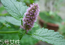 藿香能多吃嗎？藿香吃多了會(huì)怎樣？