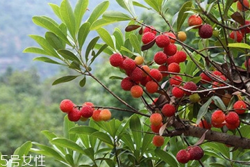 梅花是發(fā)物嗎？皮膚過(guò)敏的人能喝梅花茶嗎？
