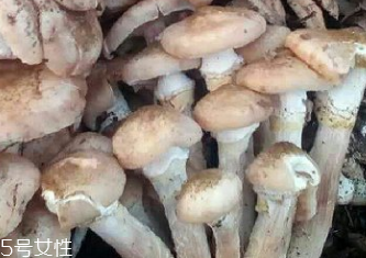 榛蘑是蘑菇嗎？榛蘑是什么蘑菇？