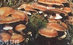 榛蘑是蘑菇嗎？榛蘑是什么蘑菇？