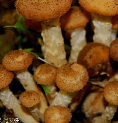 榛蘑是野生的好嗎？野生榛蘑的好處