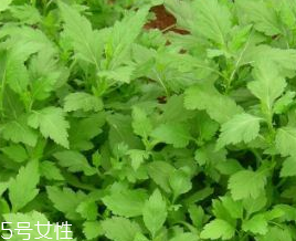 菊花腦的禁忌人群 哪些人不能吃菊花腦？