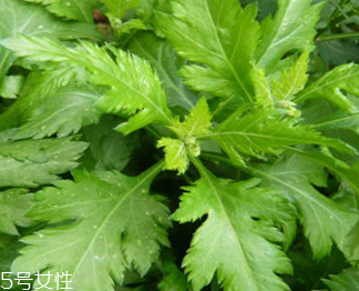 菊花腦的禁忌人群 哪些人不能吃菊花腦？