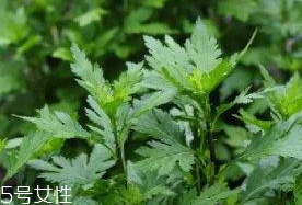 菊花腦是溫性還是涼性？菊花腦是涼性嗎？