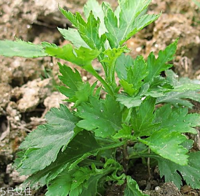 菊花腦能吃嗎？菊花腦的味道