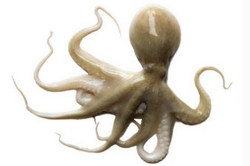 章魚是什么顏色？章魚是什么樣子？