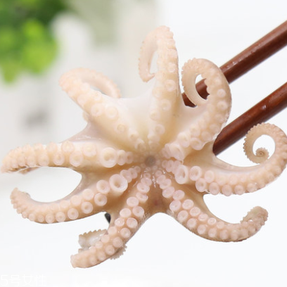 章魚是什么顏色？章魚是什么樣子？