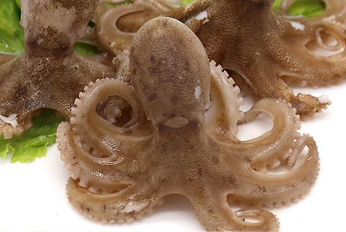章魚會噴墨汁嗎？章魚的墨汁能吃嗎？