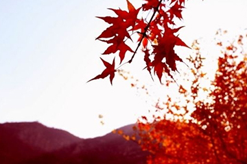 楓葉紅發(fā)色會(huì)不會(huì)太紅？楓葉紅發(fā)色日常嗎