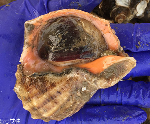 海螺開水還是冷水下鍋？海螺冷水還是熱水煮？
