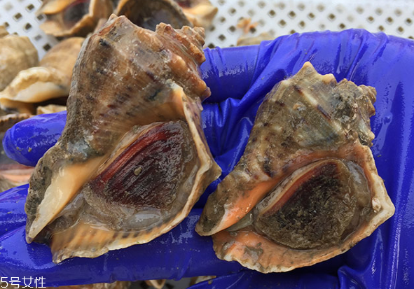 海螺開水還是冷水下鍋？海螺冷水還是熱水煮？