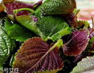 紫蘇葉的種類(lèi) 紫蘇葉有哪些品種？