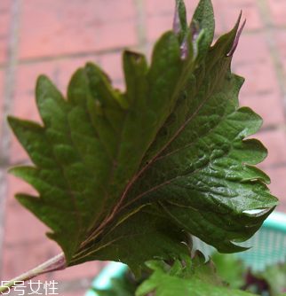 紫蘇葉能做成干紫蘇葉嗎？紫蘇葉怎么做成干紫蘇葉呢？