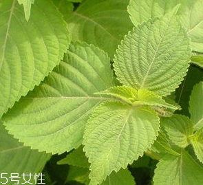 紫蘇葉是熱性的嗎？紫蘇葉是寒性的嗎？