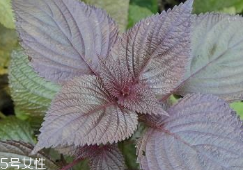 紫蘇葉和艾葉的區(qū)別 紫蘇葉和艾葉有什么區(qū)別？