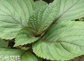 紫蘇葉能吃嗎？紫蘇葉好吃嗎？