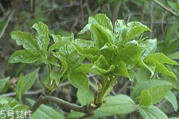 刺五加能做菜嗎？刺五加怎么做菜？