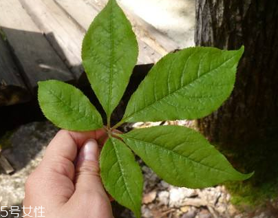 刺五加能做菜嗎？刺五加怎么做菜？