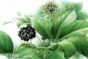 刺五加能做菜嗎？刺五加怎么做菜？