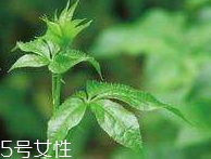 刺五加和枸杞泡水好嗎？刺五加能和枸杞泡水嗎？