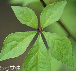 刺五加能給孕婦吃嗎？孕婦能吃刺五加嗎？