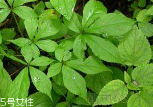 刺五加和谷維生素能一起吃嗎？