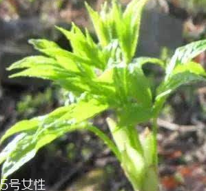 刺五加的好處 刺五加對人體有什么好處？