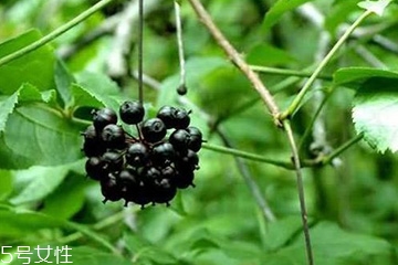 刺五加怎么吃？刺五加有什么用？