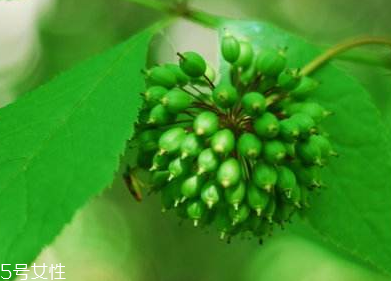 刺五加能不能做餃子餡？刺五加怎么做餃子餡？