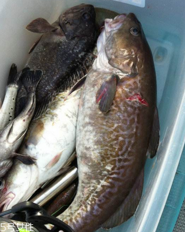 鱈魚(yú)怎么選 買鱈魚(yú)必看