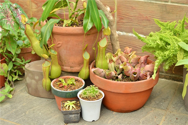 食蟲(chóng)植物有哪些 食蟲(chóng)植物哪些最好養(yǎng)