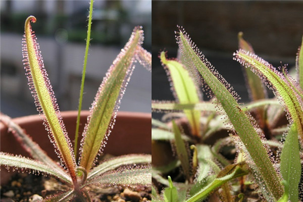 食蟲(chóng)植物有哪些 食蟲(chóng)植物哪些最好養(yǎng)