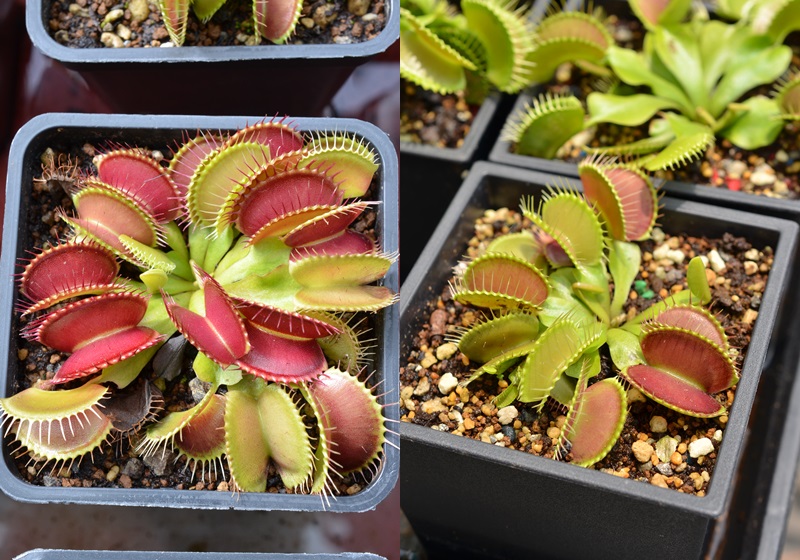 食蟲(chóng)植物有哪些 食蟲(chóng)植物哪些最好養(yǎng)