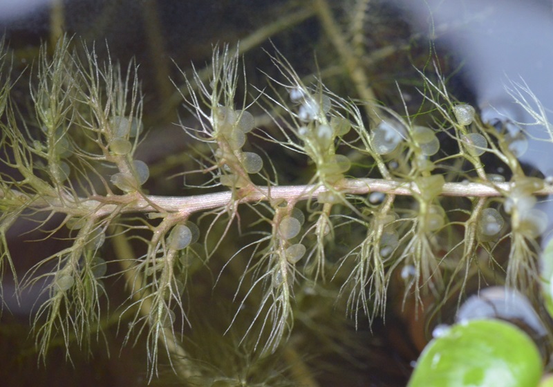 食蟲(chóng)植物有哪些 食蟲(chóng)植物哪些最好養(yǎng)