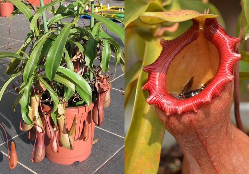 食蟲(chóng)植物有哪些 食蟲(chóng)植物哪些最好養(yǎng)