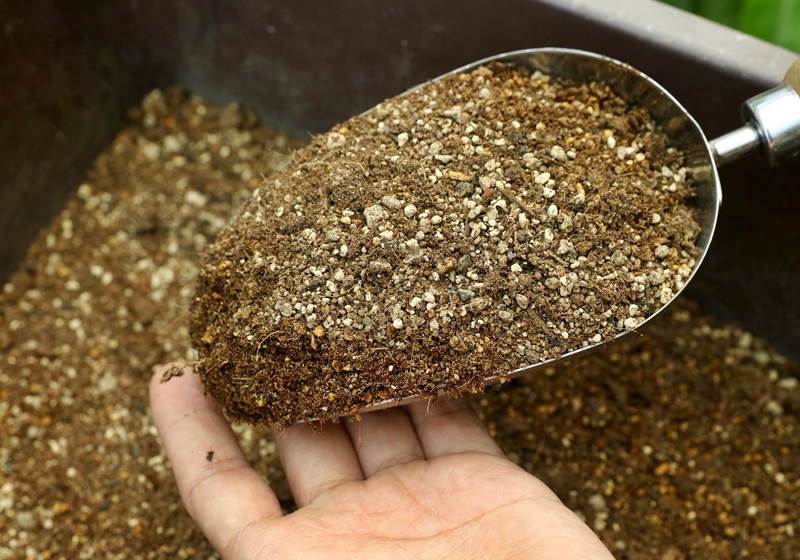 食蟲(chóng)植物有哪些 食蟲(chóng)植物哪些最好養(yǎng)
