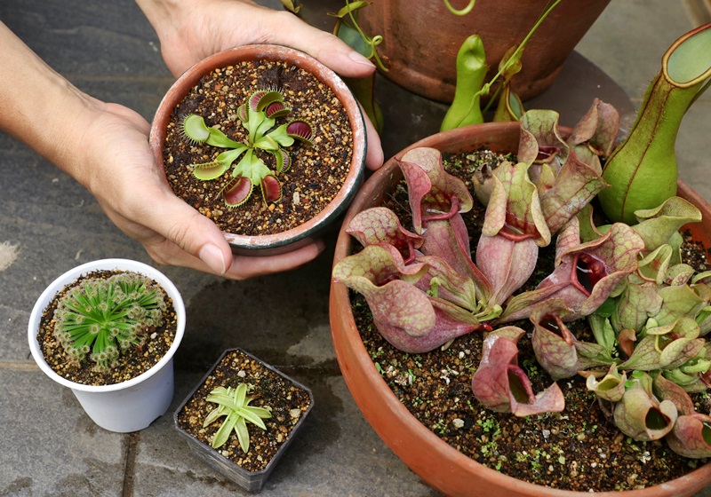 食蟲(chóng)植物有哪些 食蟲(chóng)植物哪些最好養(yǎng)