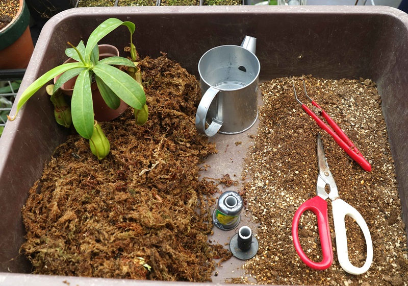 食蟲(chóng)植物有哪些 食蟲(chóng)植物哪些最好養(yǎng)