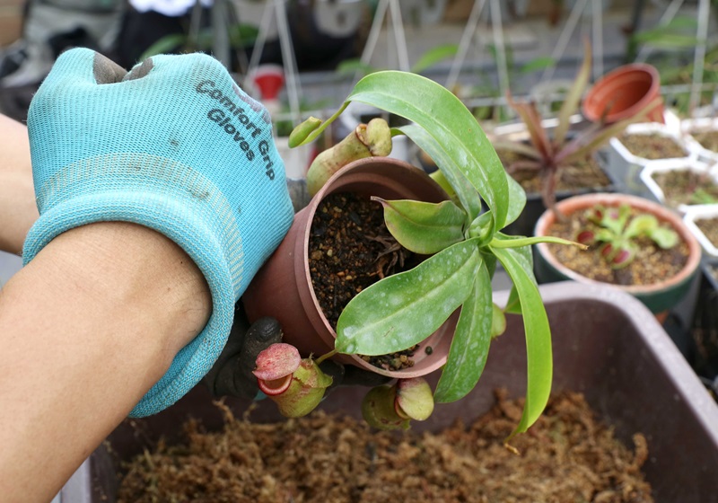 食蟲(chóng)植物有哪些 食蟲(chóng)植物哪些最好養(yǎng)