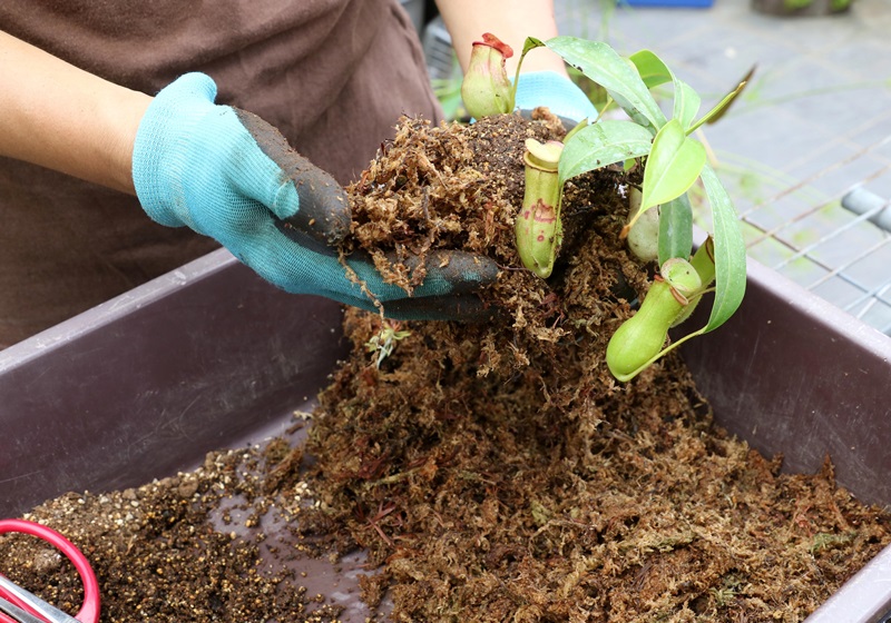 食蟲(chóng)植物有哪些 食蟲(chóng)植物哪些最好養(yǎng)