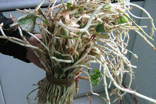 野生折耳根哪里能挖到？一次食用需控制在這個量