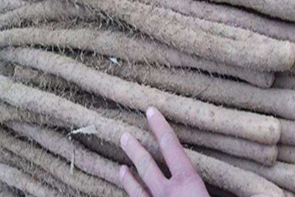 雞皮糙山藥是脆的還是面的？買山藥不僅看表面還得看須毛