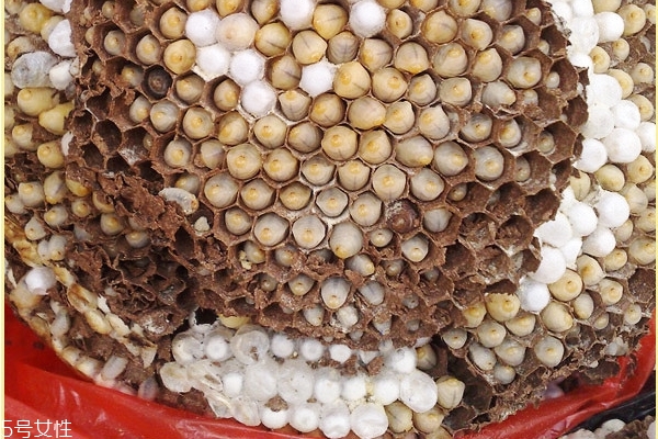 蜂蛹可以釣魚(yú)嗎 魚(yú)類(lèi)愛(ài)吃的餌料