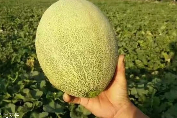 哈密瓜切開后能放多久 別超過(guò)兩天