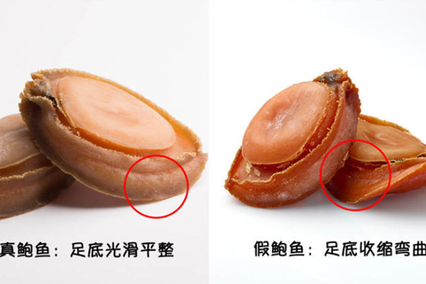 鮑魚與石鱉的區(qū)別 鮑魚與石鱉對(duì)比圖