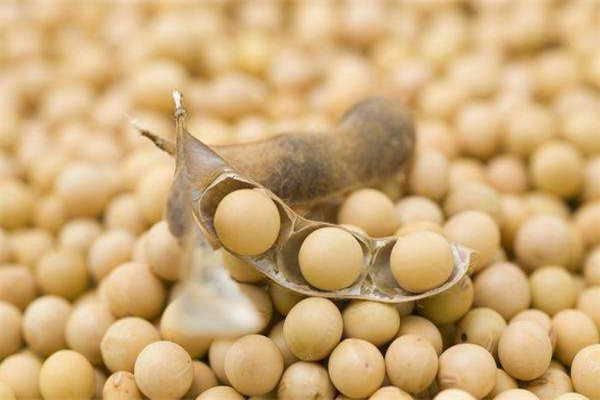 大豆可以榨油嗎 大豆油的由來(lái)