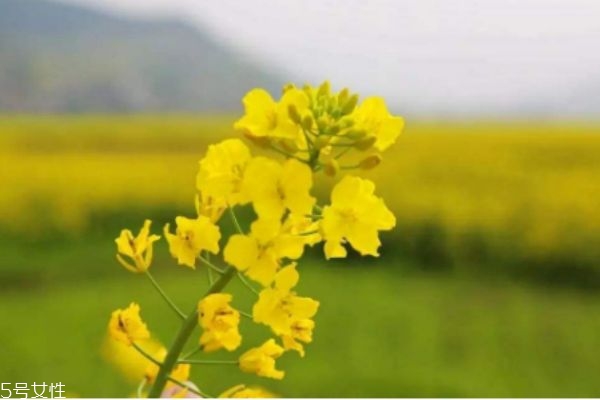 什么是油菜呢 油菜生長(zhǎng)在什么環(huán)境里呢